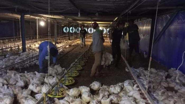 Peternak Menjerit Harga Ayam di Bawah HPP: Panen Malah Tekor!