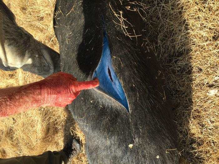 California Keluarkan Peringatan Waspada Babi 'Biru Neon'