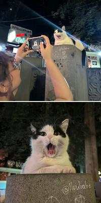 Aksi Kocak Para Kucing yang Bikin Nyengir, Gemasnya!