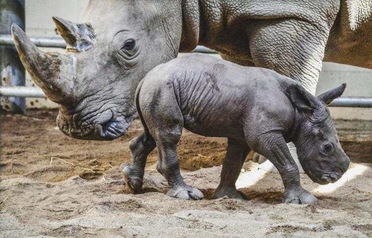 Fakta Unik Bayi-bayi Hewan yang Mungkin Kamu Belum Tahu