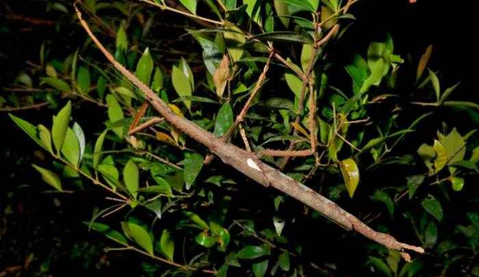 Australia Temukan Serangga Baru Berukuran Raksasa
