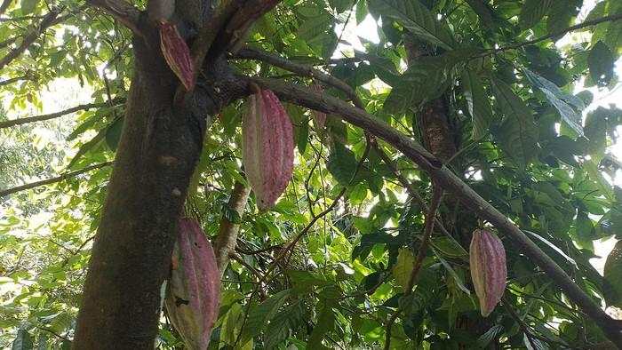 Kopi-Cokelat RI Laris Manis di Malaysia hingga AS