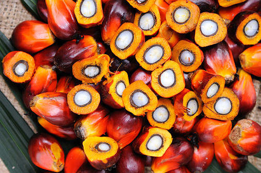 Apa Itu Replanting Kelapa Sawit? | Pengertian, Proses, Manfaat, dan Tujuan