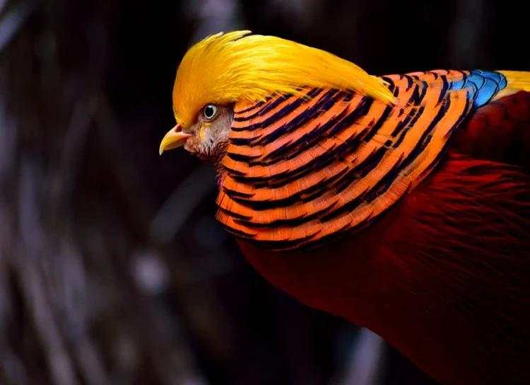 10 Burung Aneh yang Tampangnya Lebih Mirip Alien Ketimbang Hewan