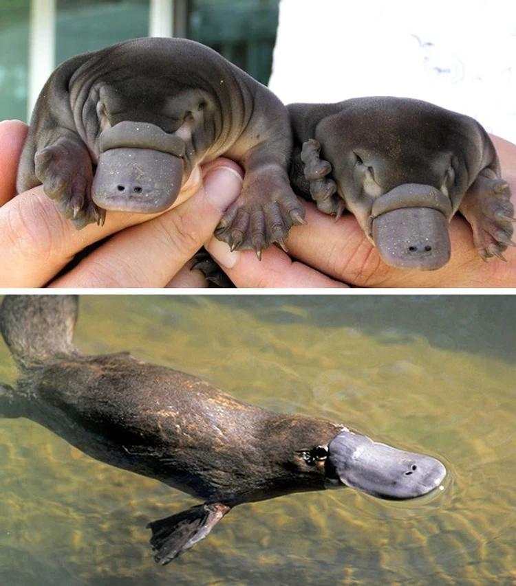 Bayi-bayi Hewan yang Tidak Mirip dengan Induknya
