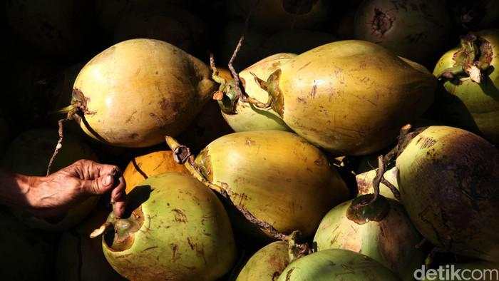 Luas Kebun Kelapa RI Diperkirakan Bertambah, Pangsa Pasarnya China-Malaysia