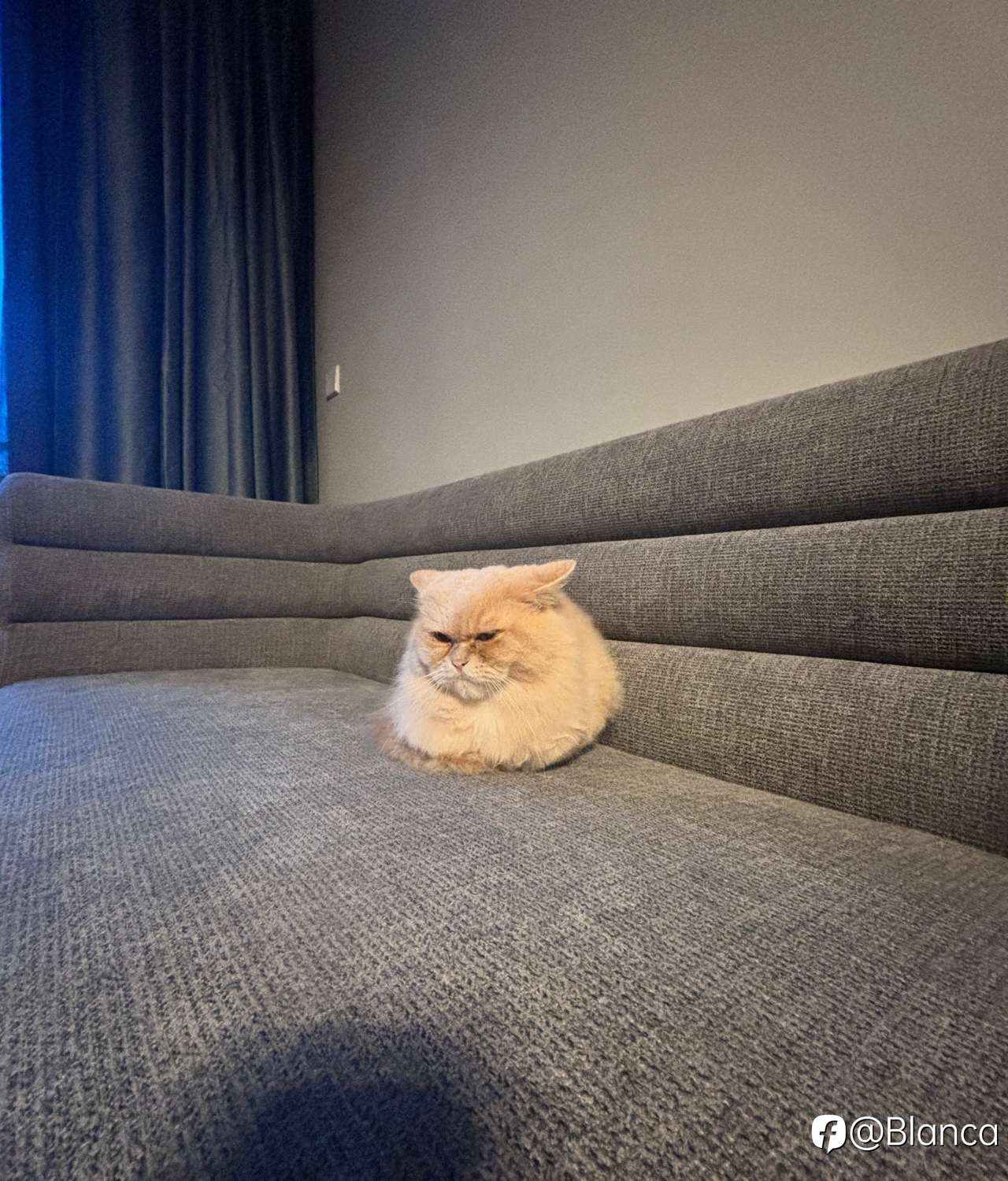 分享我的小猫咪TomTom