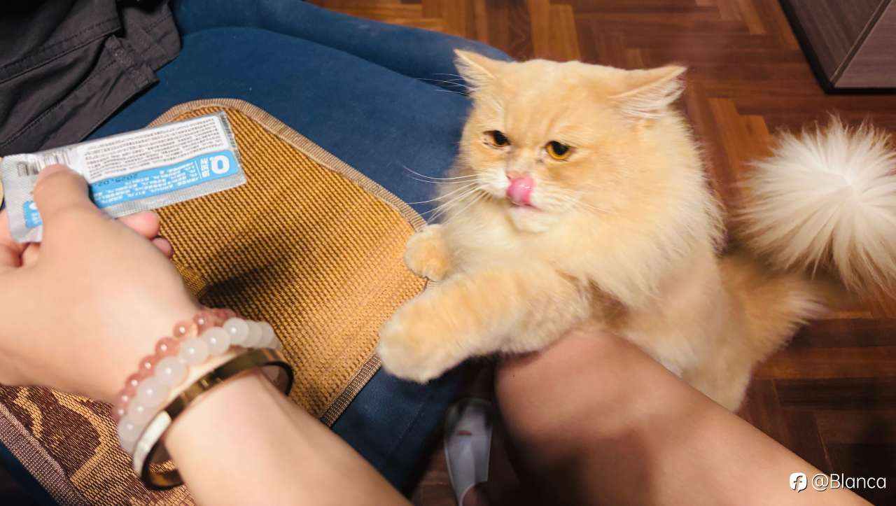 分享我的小猫咪TomTom