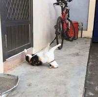 Aksi Kocak Para Kucing yang Bikin Nyengir, Gemasnya!