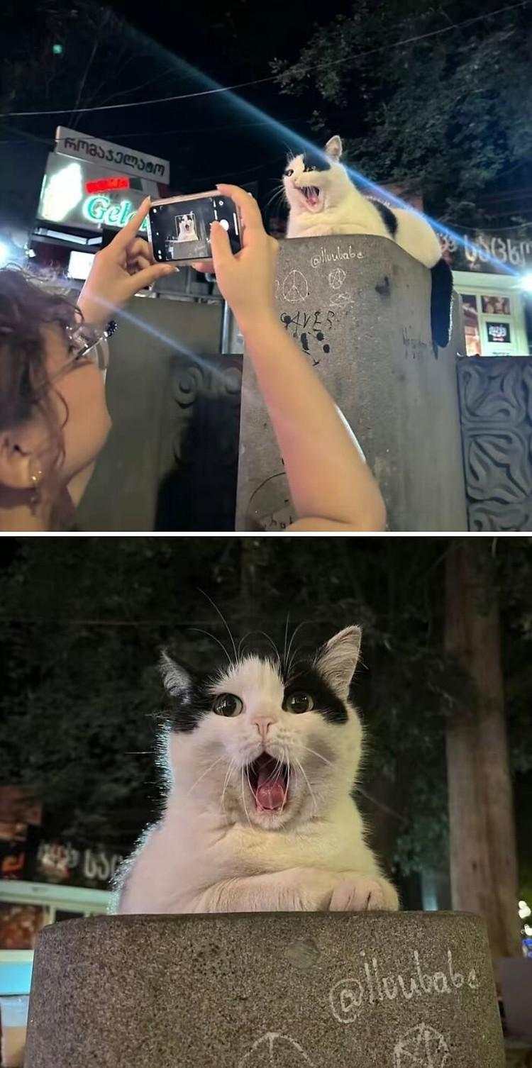 Aksi Kocak Para Kucing yang Bikin Nyengir, Gemasnya!