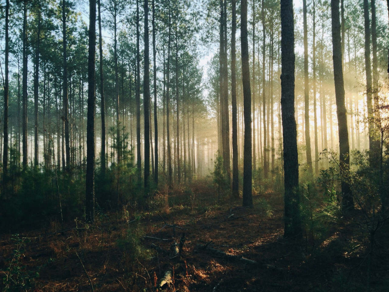 Apa itu Deforestasi? Bagaimana Dampak dan Upaya Pencegahan Deforestasi?