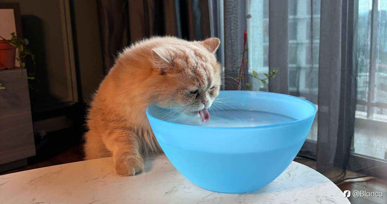 分享我的小猫咪TomTom