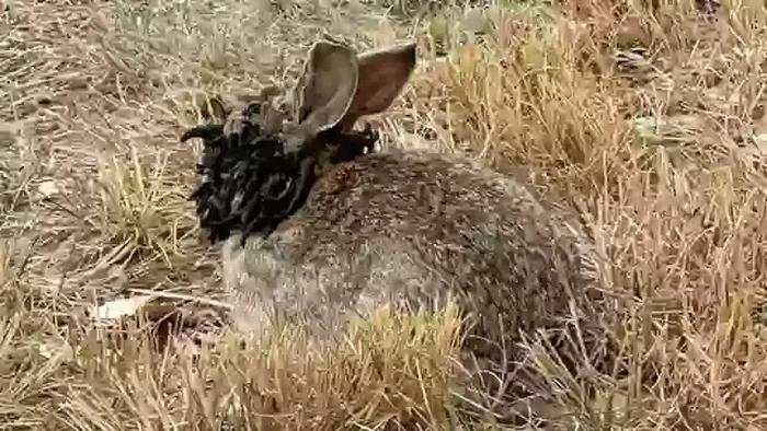 Kelinci 'Frankenstein' dengan Wajah Bertentakel Gegerkan AS