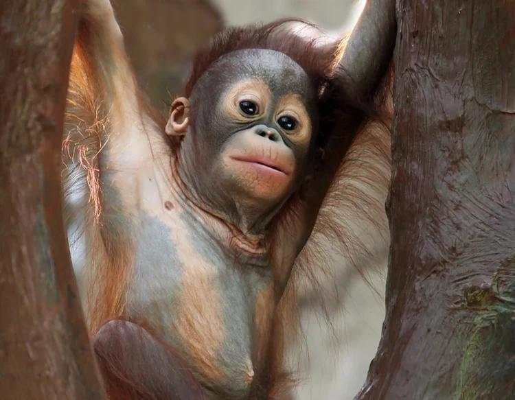 Fakta Unik Bayi-bayi Hewan yang Mungkin Kamu Belum Tahu