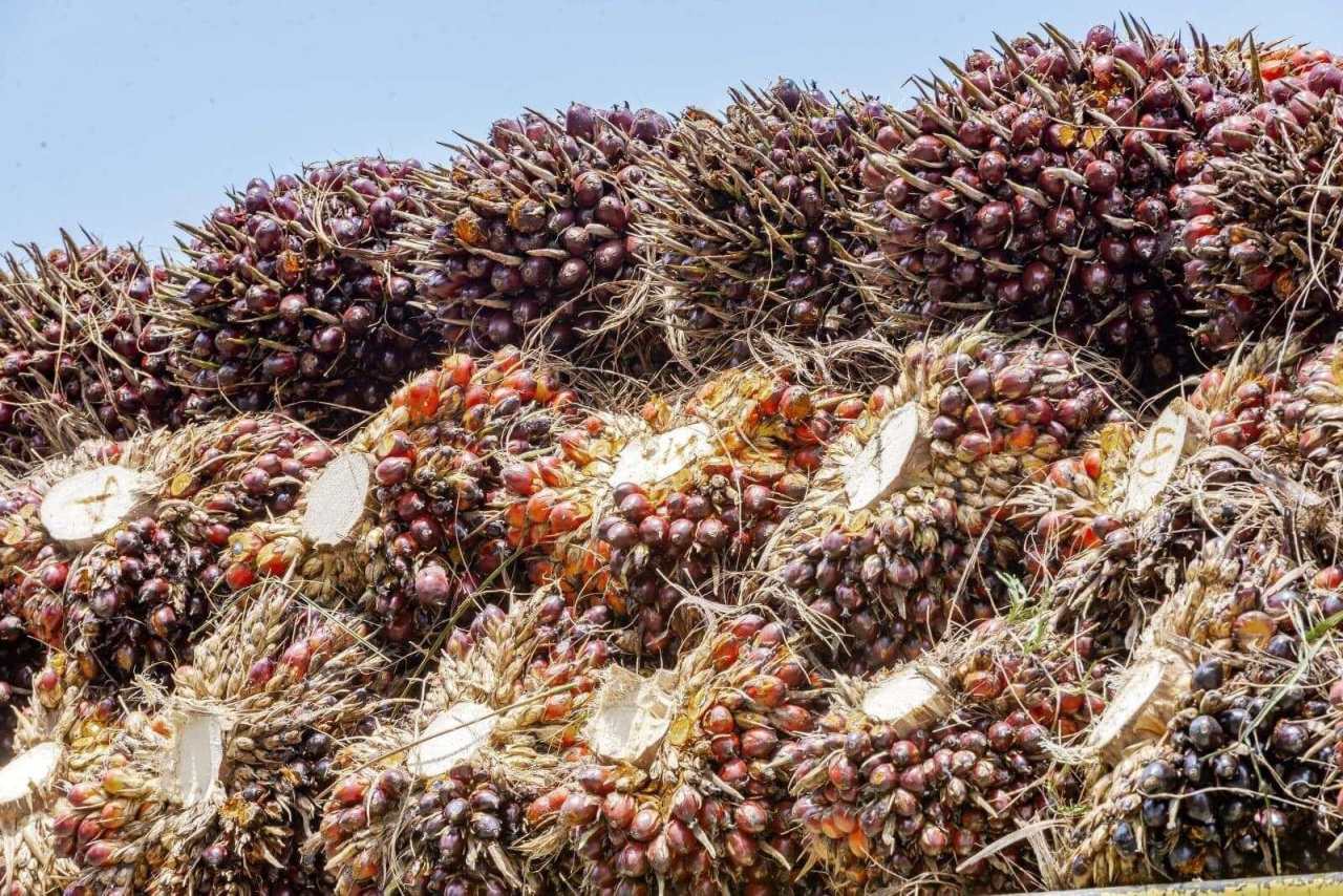 Parade Bagger Saham Emiten Sawit (CPO), Analis Soroti Tiga Nama Ini