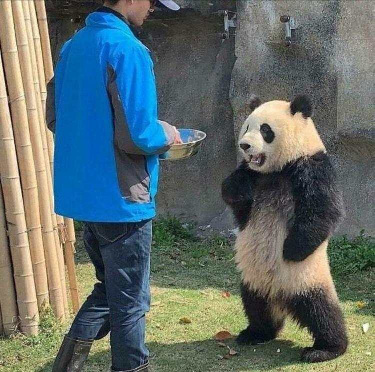 12 Foto Hewan Lucu dan Absurd yang Ada di Internet, Udah Lihat Belum?