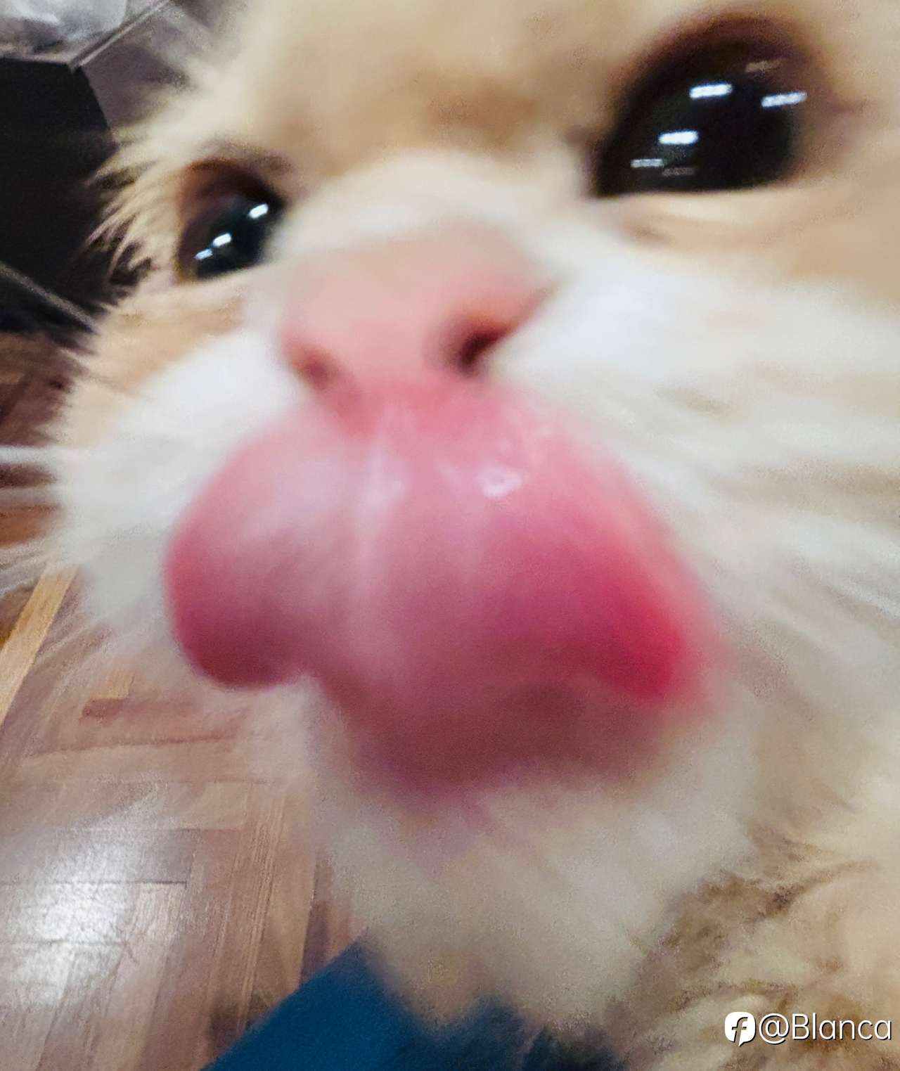 分享我的小猫咪TomTom
