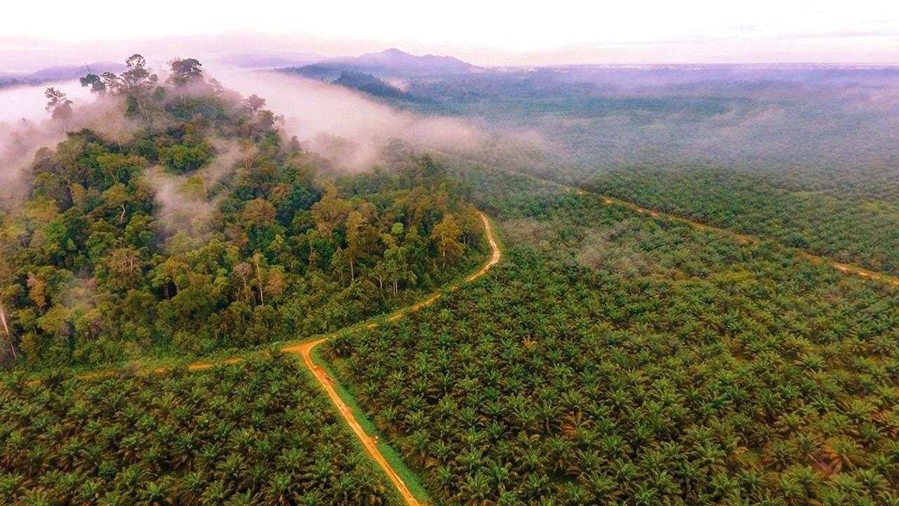 Saham Haji Isam JARR, PGUN, TEBE Meroket Lagi, Kompak ARA 25 Persen
