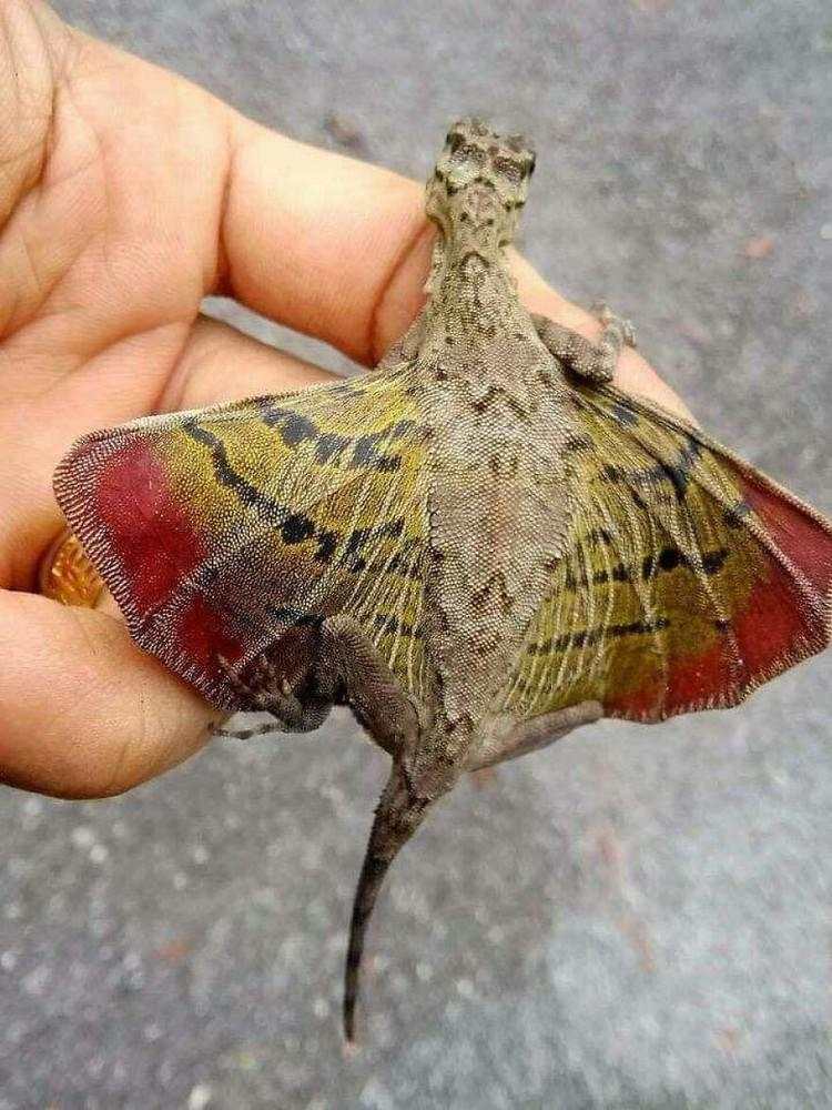 Hewan Aneh dan Unik Ini Asli, Bukan Editan Photoshop atau AI