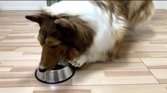 Manusia yang Hidup Menjadi Anjing Mau Bikin 'Kebun Binatang'