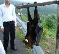 Hewan-hewan ini Punya Tubuh Luar Biasa Besar, Bikin Kaget!