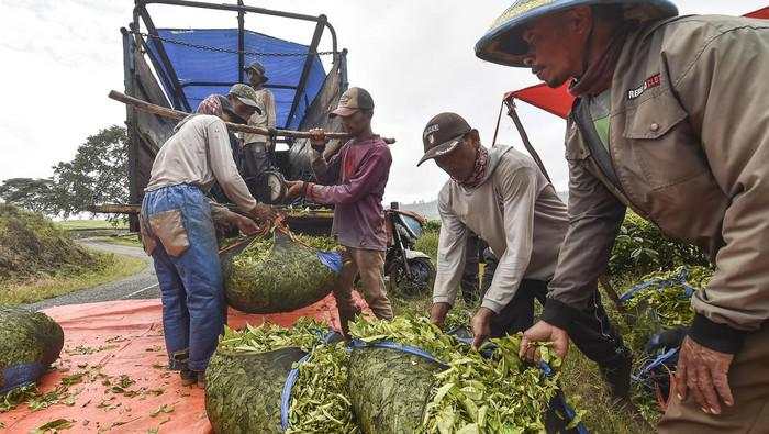 Intip Panen Teh Kayu Aro di Jambi, Produksi Capai 14 Ribu Ton