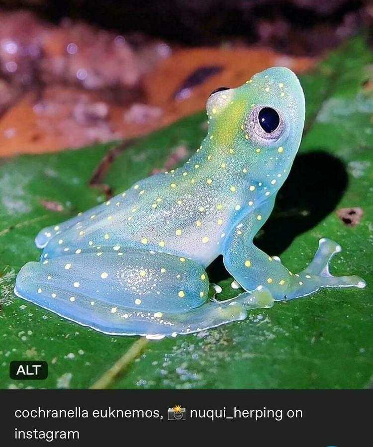 Hewan Aneh dan Unik Ini Asli, Bukan Editan Photoshop atau AI