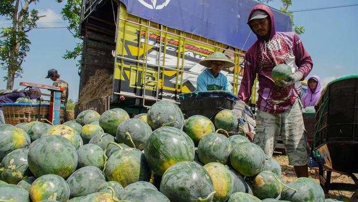 Rotasi Tanam Jadi Jurus Petani Lumajang Hadapi Ancaman Hama Tikus