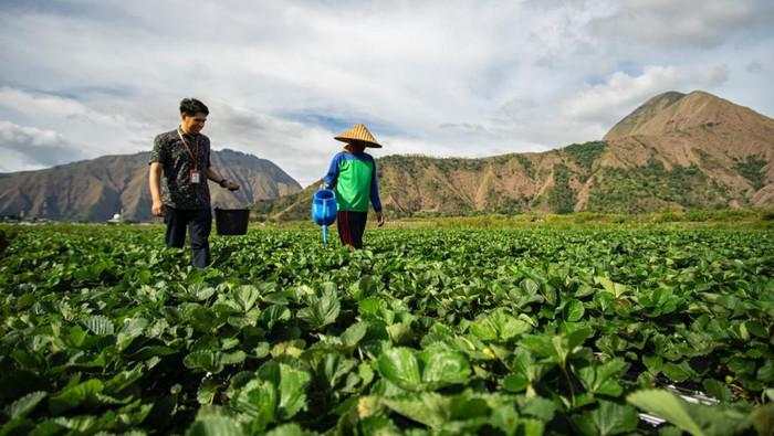 BRI Perkuat Dukungan Sektor Pertanian Lewat Akses Pembiayaan-Pemberdayaan