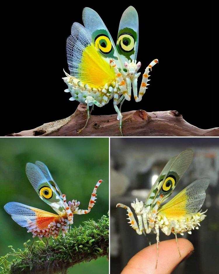 Hewan Aneh dan Unik Ini Asli, Bukan Editan Photoshop atau AI