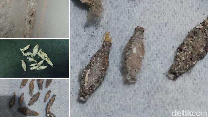 Apa Itu Kamitetep, Kenapa Hewan Ini Banyak Muncul di Rumah?