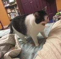 10 Foto Kucing Chubby di Media Sosial yang Bikin Hati Kamu Meleleh