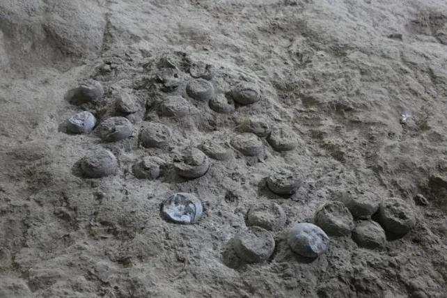 Ilmuwan Ledakkan Telur Dinosaurus Jelajahi Zaman Purba