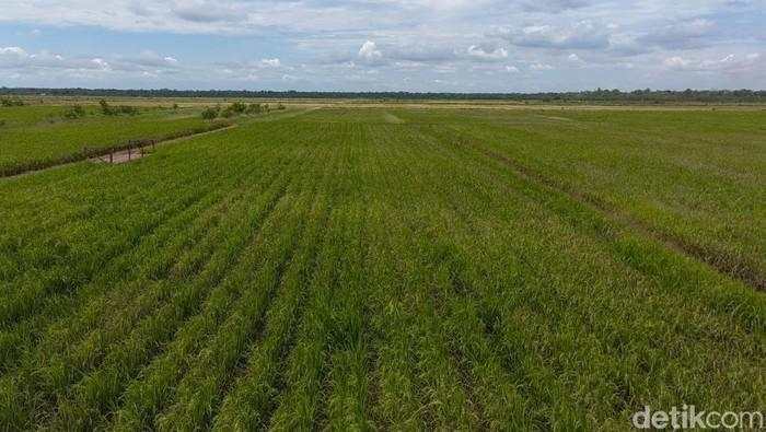 Lahan Jawa Menyusut, Pemerintah Lirik Merauke untuk Pasok Program MBG
