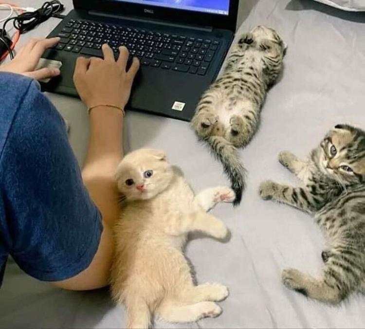 10 Foto Kucing Chubby di Media Sosial yang Bikin Hati Kamu Meleleh