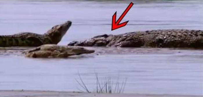 Kisah Gustave, Buaya Raksasa Pemakan Ratusan Manusia