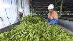 Intip Panen Teh Kayu Aro di Jambi, Produksi Capai 14 Ribu Ton
