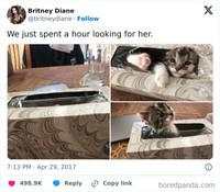 Kala Hewan Lucu Jadi Ninja, Ngumpet di Tempat 'Out of the Box'