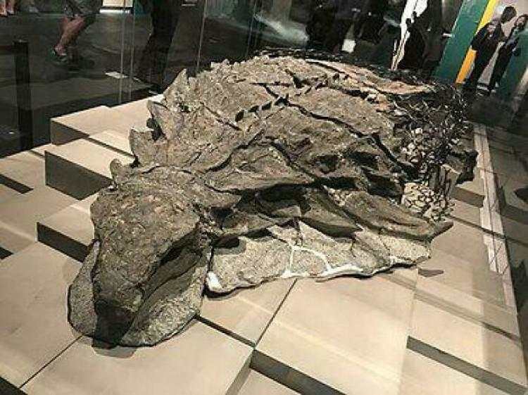 Foto Ukuran Kerangka Hewan Purba Mencengangkan Mata
