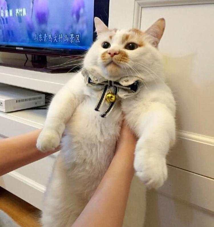 10 Foto Kucing Chubby di Media Sosial yang Bikin Hati Kamu Meleleh