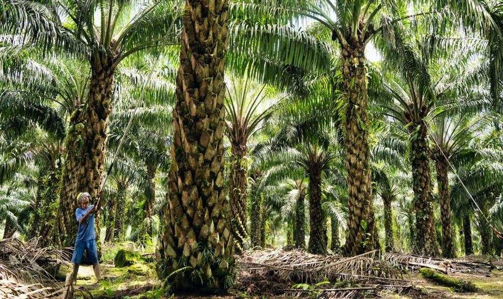 Saham ANJT ARA 25 Persen di Hari Terakhir Penawaran Tender Wajib