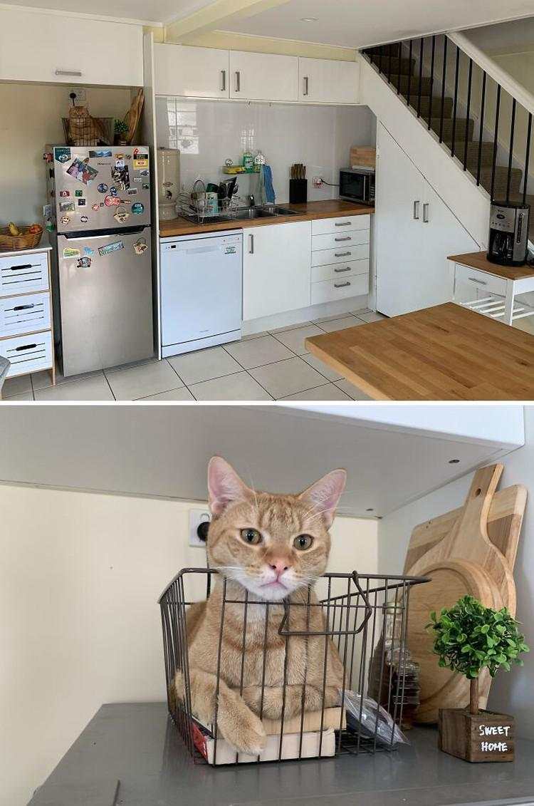 Kala Hewan Lucu Jadi Ninja, Ngumpet di Tempat 'Out of the Box'