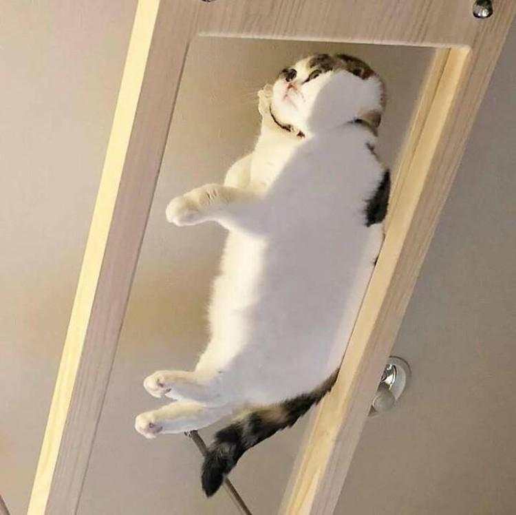 10 Foto Kucing Chubby di Media Sosial yang Bikin Hati Kamu Meleleh