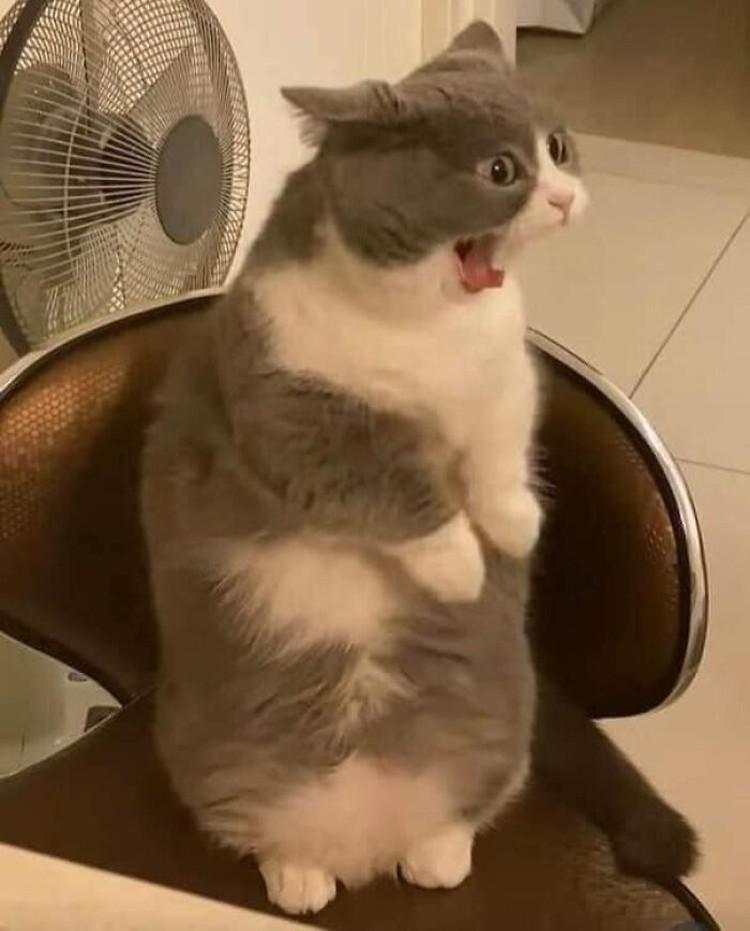 10 Foto Kucing Chubby di Media Sosial yang Bikin Hati Kamu Meleleh