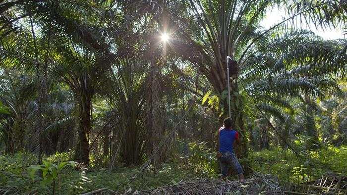Industri Sawit hingga Tembakau Disebut Rentan Tekanan Narasi Global