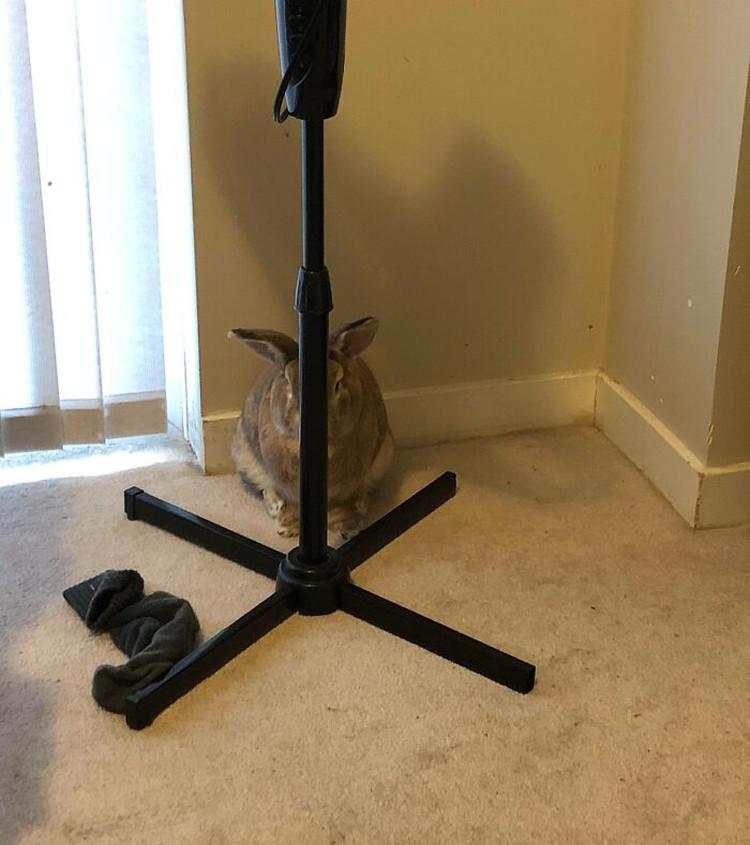 Kala Hewan Lucu Jadi Ninja, Ngumpet di Tempat 'Out of the Box'