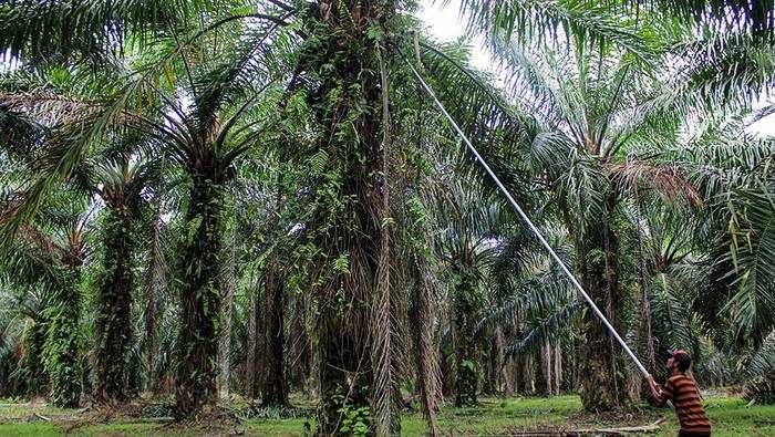 Agrinas Klaim Kelola 1,5 Juta Ha Lahan Sawit, Swasta Lewat