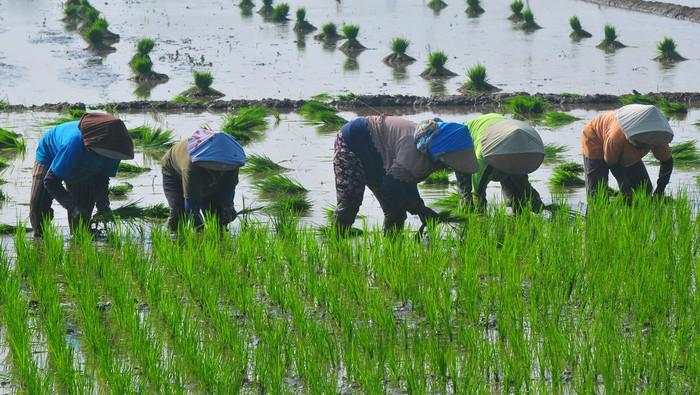 Benih Berkualitas Jadi Kunci RI Geber Produksi Pangan