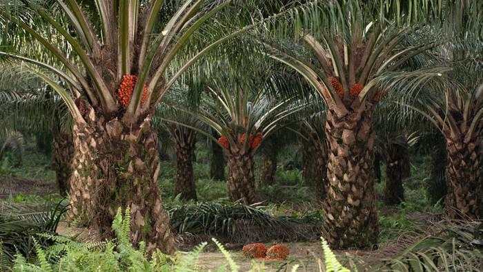 Petani Sawit Sampaikan 8 Usulan Ini Pemerintah