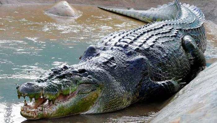 Lolong Jadi Buaya Terbesar di Dunia, Panjangnya 6,17 Meter